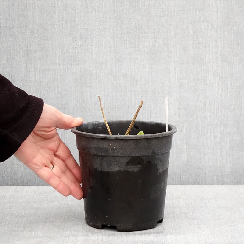 Exemplar von Hohe Flammenblume Younique Bicolor - Phlox paniculata Topf mit 2L/3L wie im Winter geliefert