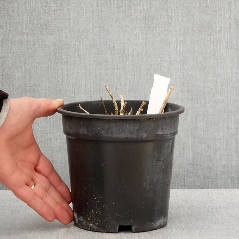 Exemplar von Hohe Flammenblume Younique Old Pink - Phlox paniculata Topf mit 2L/3L wie im Frühjahr geliefert