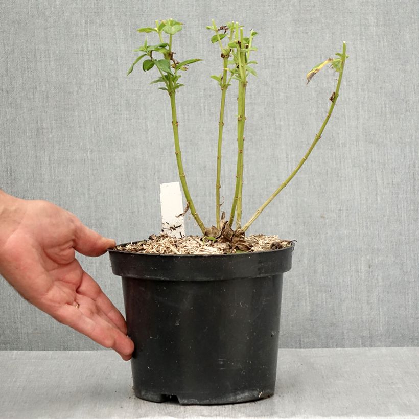 Exemplar von Hohe Flammenblume Younique Old Purple - Phlox paniculata Topf mit 2L/3L wie im Herbst geliefert