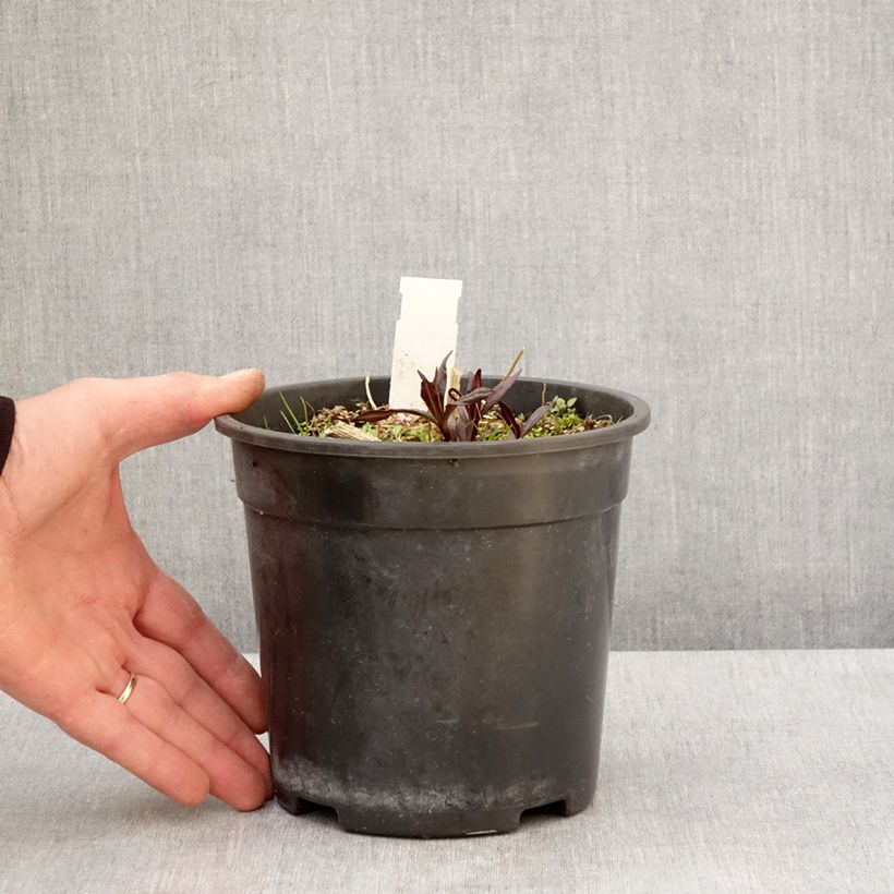 Exemplar von Hohe Flammenblume Younique Old Purple - Phlox paniculata Topf mit 2L/3L wie im Frühjahr geliefert