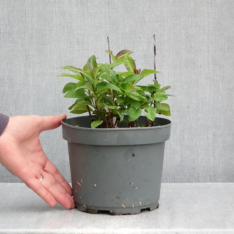 Exemplar von Hohe Flammenblume Younique Red - Phlox paniculata Topf mit 2L/3L wie im Herbst geliefert