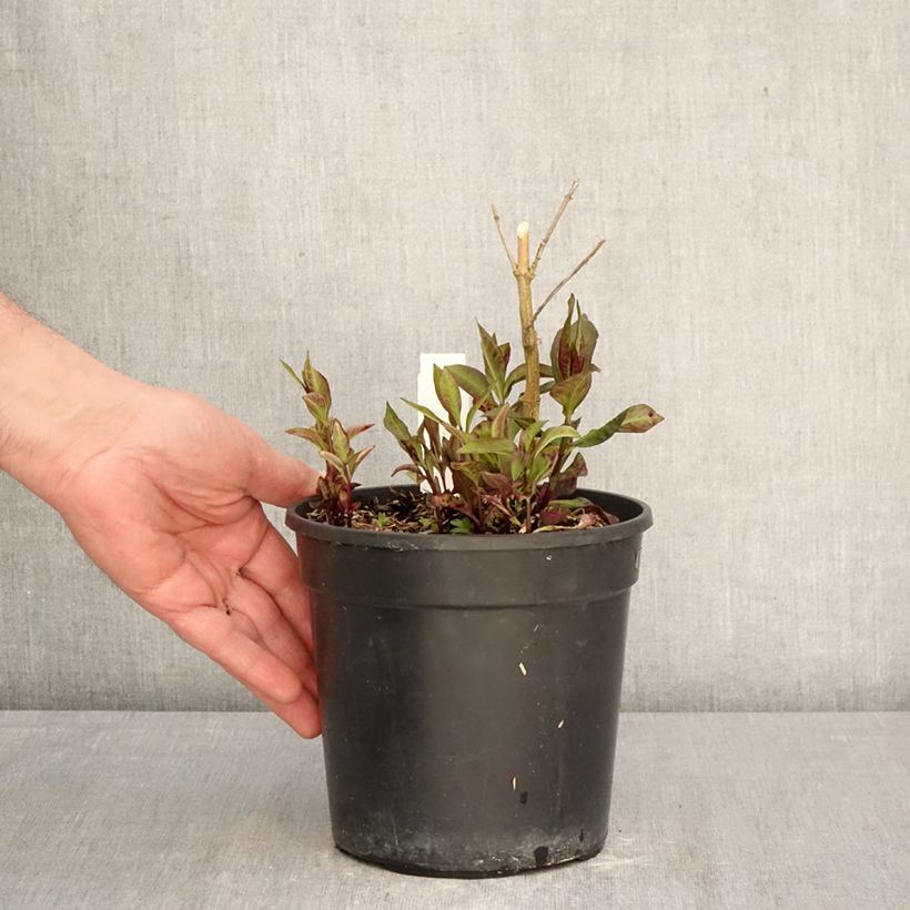 Exemplar von Hohe Flammenblume Younique Red - Phlox paniculata Topf mit 2L/3L wie im Frühjahr geliefert