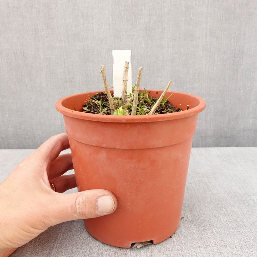 Exemplar von Hohe Flammenblume Younique White - Phlox paniculata Topf mit 2L/3L wie im Frühjahr geliefert