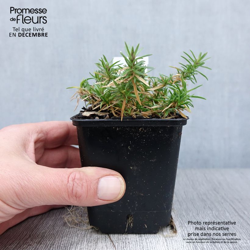 Exemplar von Pfriemenförmiger Phlox Atropurpurea - Phlox subulata Kleine Töpfe von 8/9 cm wie im Herbst geliefert