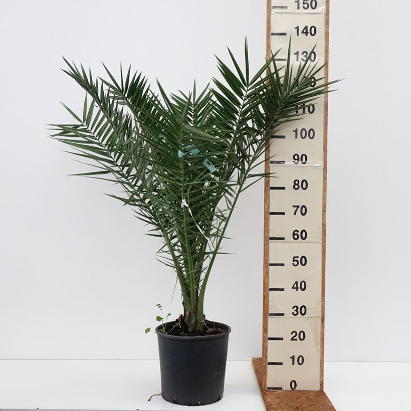 Exemplar von Phoenix canariensis - Kanarische Dattelpalme Topf mit 12L/15L wie im Winter geliefert