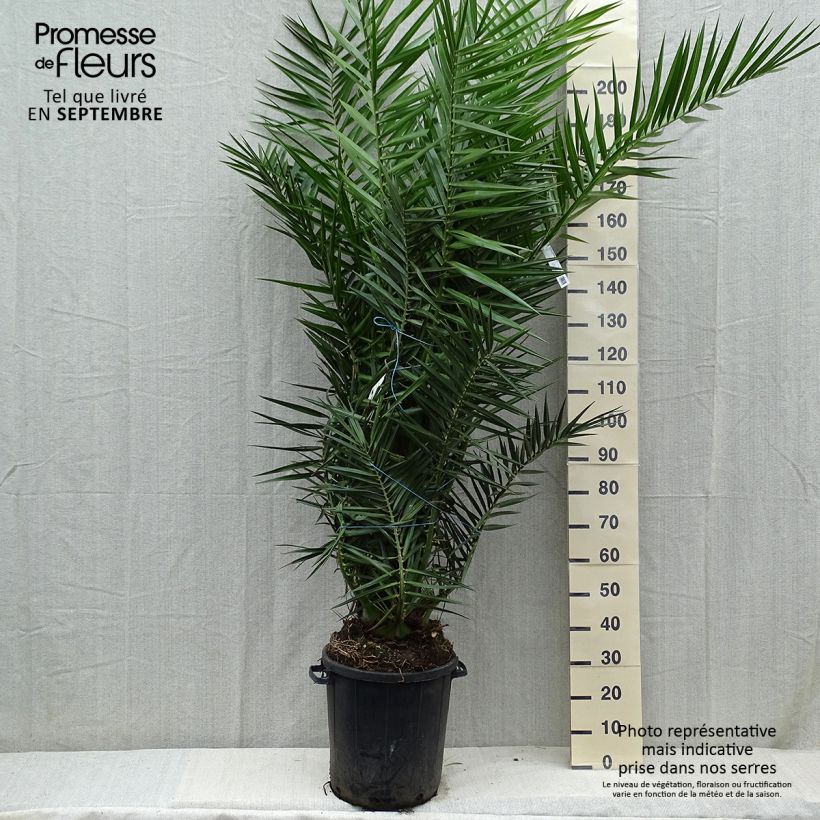 Exemplar von Phoenix canariensis - Kanarische Dattelpalme Topf mit 30L/35L wie im Herbst geliefert