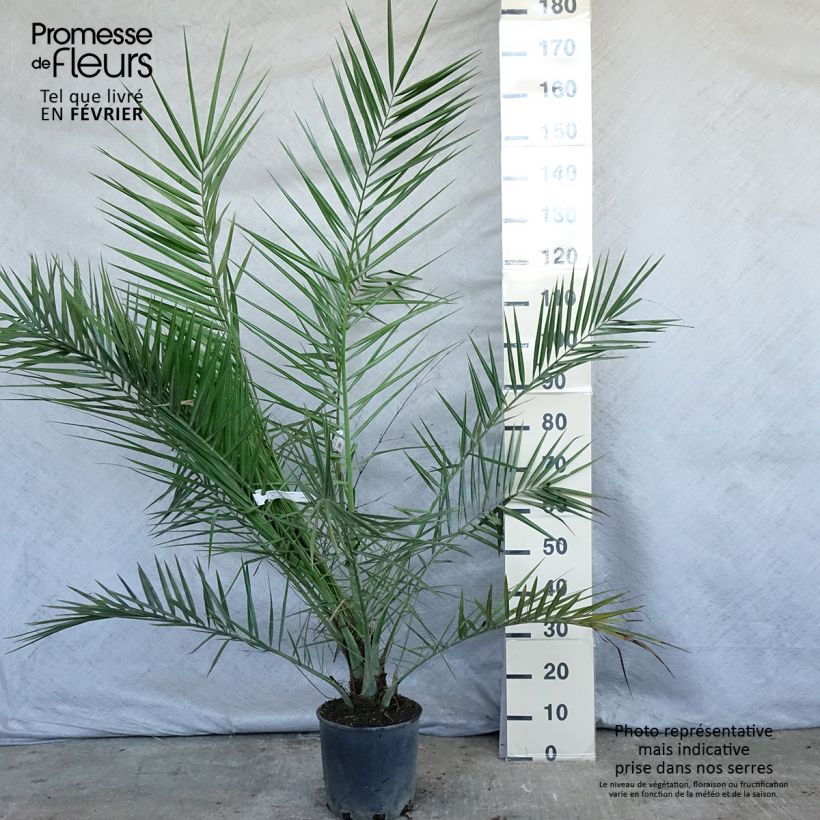 Exemplar von Phoenix canariensis - Kanarische Dattelpalme Topf mit 6L/7L wie im Winter geliefert
