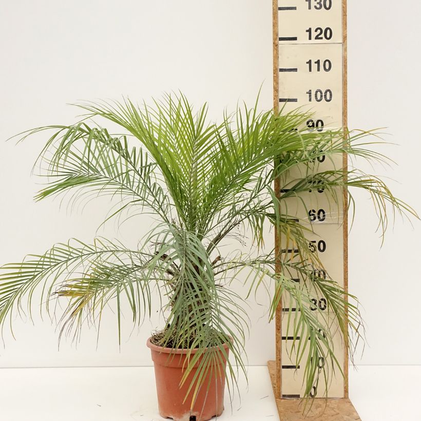 Exemplar von Phoenix roebelinii - Zwerge-Dattelpalme Topf mit 7,5L/10L wie im Sommer geliefert