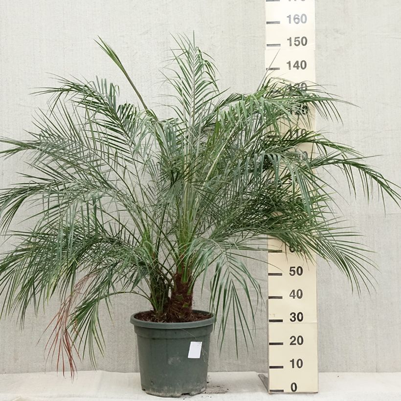 Exemplar von Phoenix roebelinii - Zwerge-Dattelpalme Topf mit 20L/25L wie im Herbst geliefert