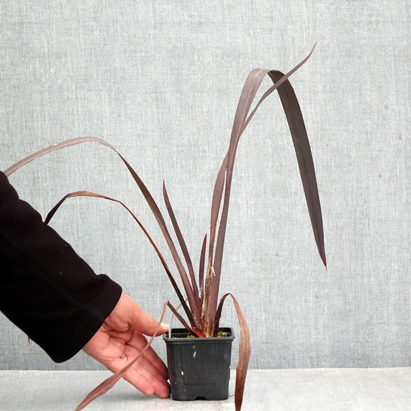Exemplar von Phormium tenax Black Velvet Kleine Töpfe von 8/9 cm wie im Herbst geliefert