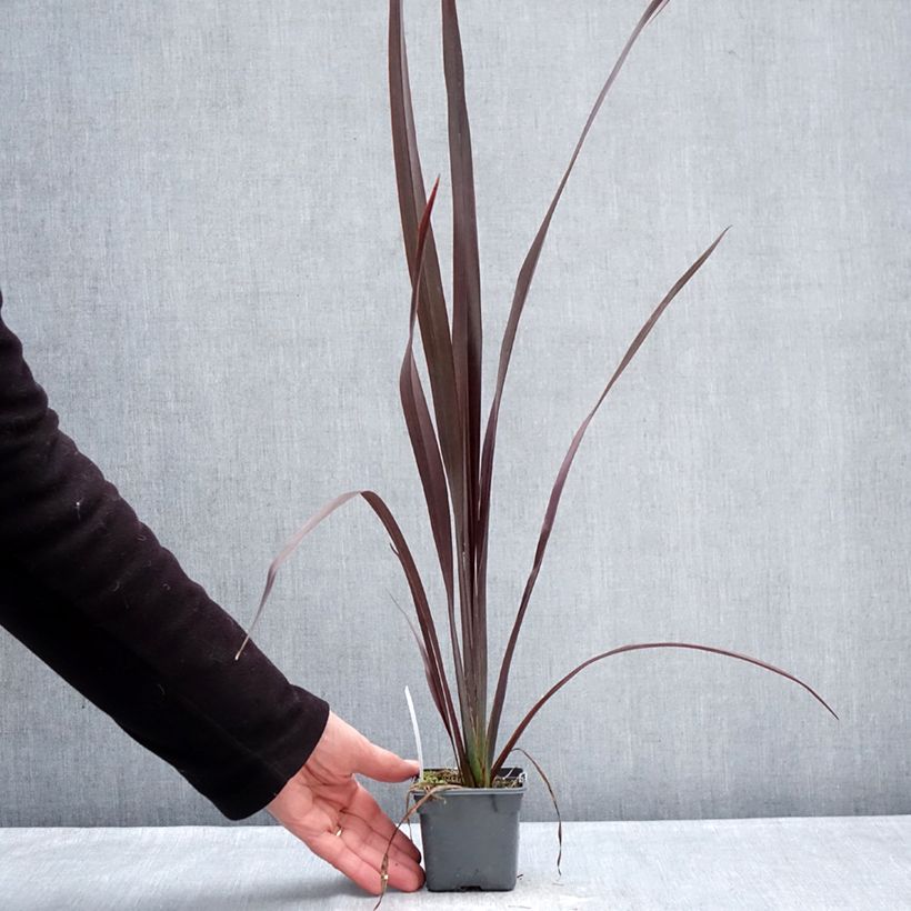 Exemplar von Phormium tenax Black Velvet Kleine Töpfe von 8/9 cm wie im Winter geliefert