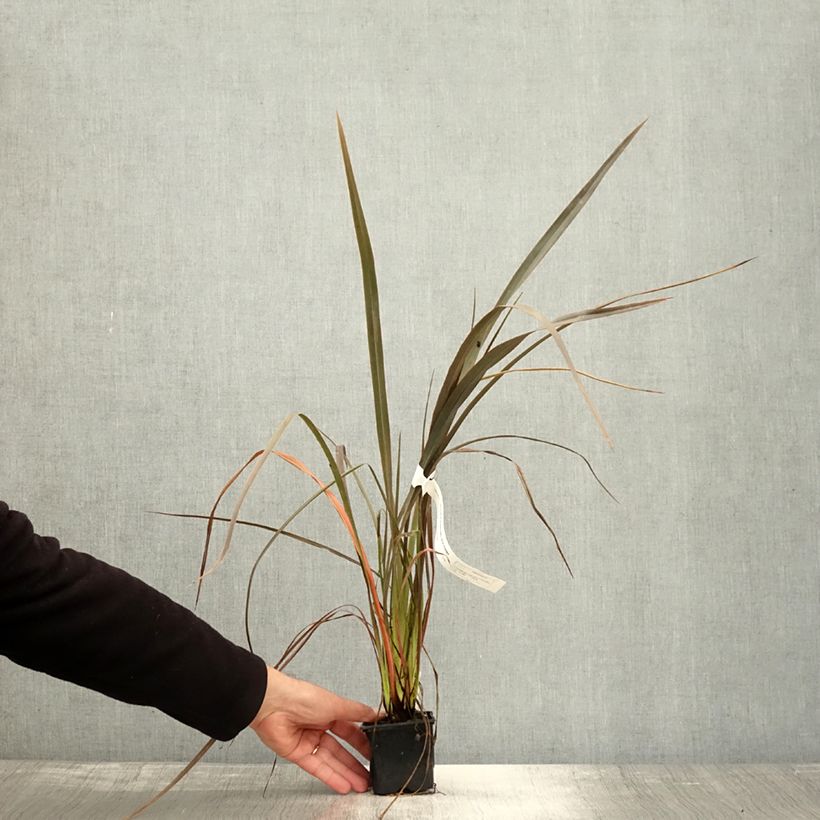 Exemplar von Phormium cookianum Bronze Baby Kleine Töpfe von 8/9 cm wie im Herbst geliefert