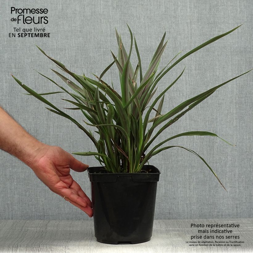 Exemplar von Phormium tenax Chocomint Topf mit 3L/4L wie im Herbst geliefert