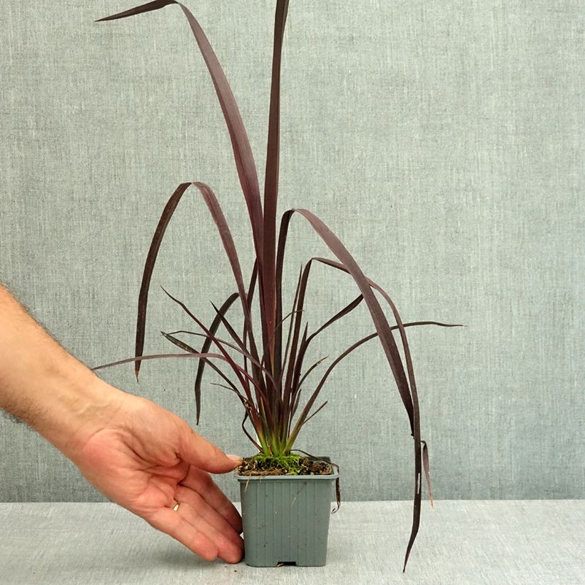 Exemplar von Phormium cookianum Black adder Kleine Töpfe von 8/9 cm wie im Sommer geliefert