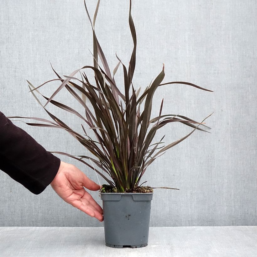 Exemplar von Phormium cookianum Black adder Topf mit 2L/3L wie im Herbst geliefert