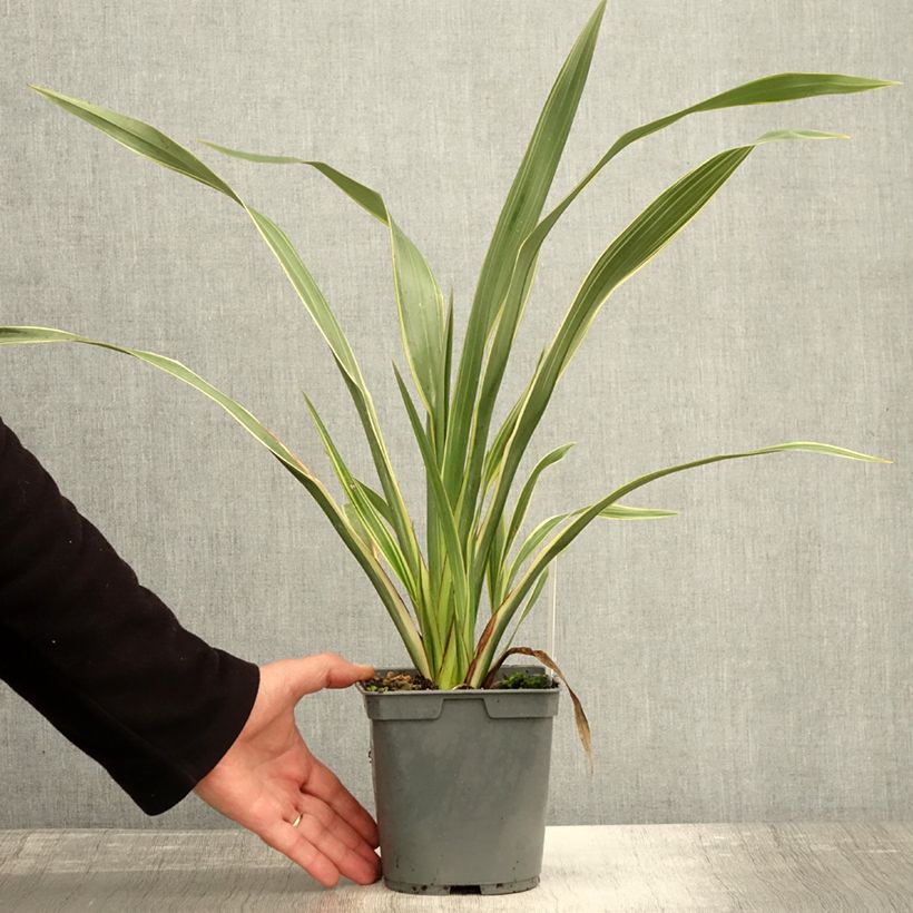 Exemplar von Phormium cookianum subsp. hookeri Tricolor Topf mit 1,5L/2L wie im Herbst geliefert