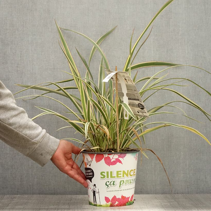 Exemplar von Phormium cookianum subsp. hookeri Tricolor Topf mit 3L/4L wie im Sommer geliefert
