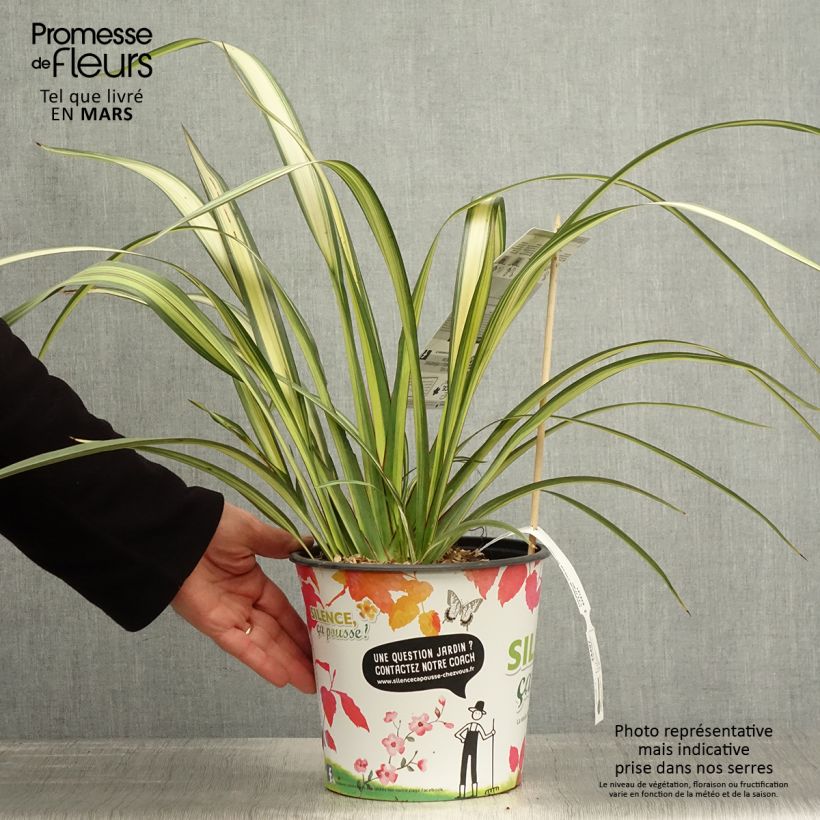 Exemplar von Phormium cookianum subsp. hookeri Cream Delight Topf mit 4L/5L wie im Frühjahr geliefert