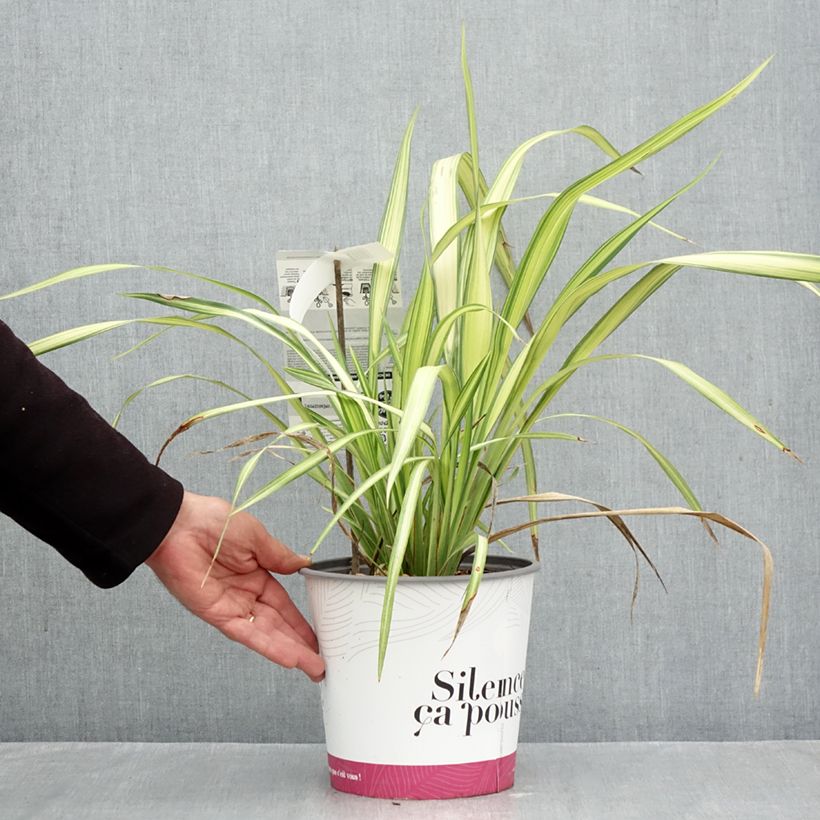 Exemplar von Phormium cookianum subsp. hookeri Cream Delight Topf mit 4L/5L wie im Herbst geliefert