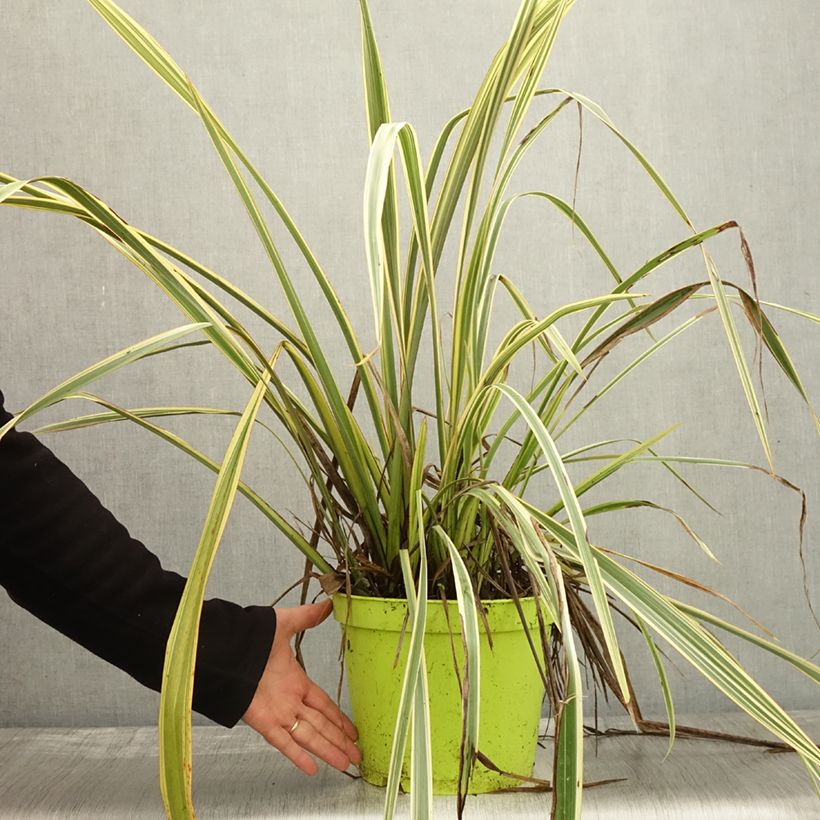 Exemplar von Phormium tenax Golden Ray Topf mit 7,5L/10L wie im Herbst geliefert