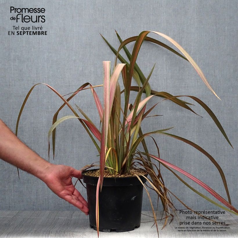 Exemplar von Phormium tenax Jester Topf mit 3L/4L wie im Herbst geliefert