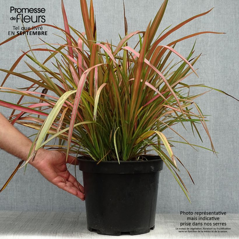 Exemplar von Phormium tenax Jester Topf mit 7,5L/10L wie im Herbst geliefert