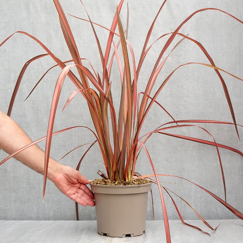 Exemplar von Phormium tenax Margaret Jones Topf mit 4L/5L wie im Sommer geliefert