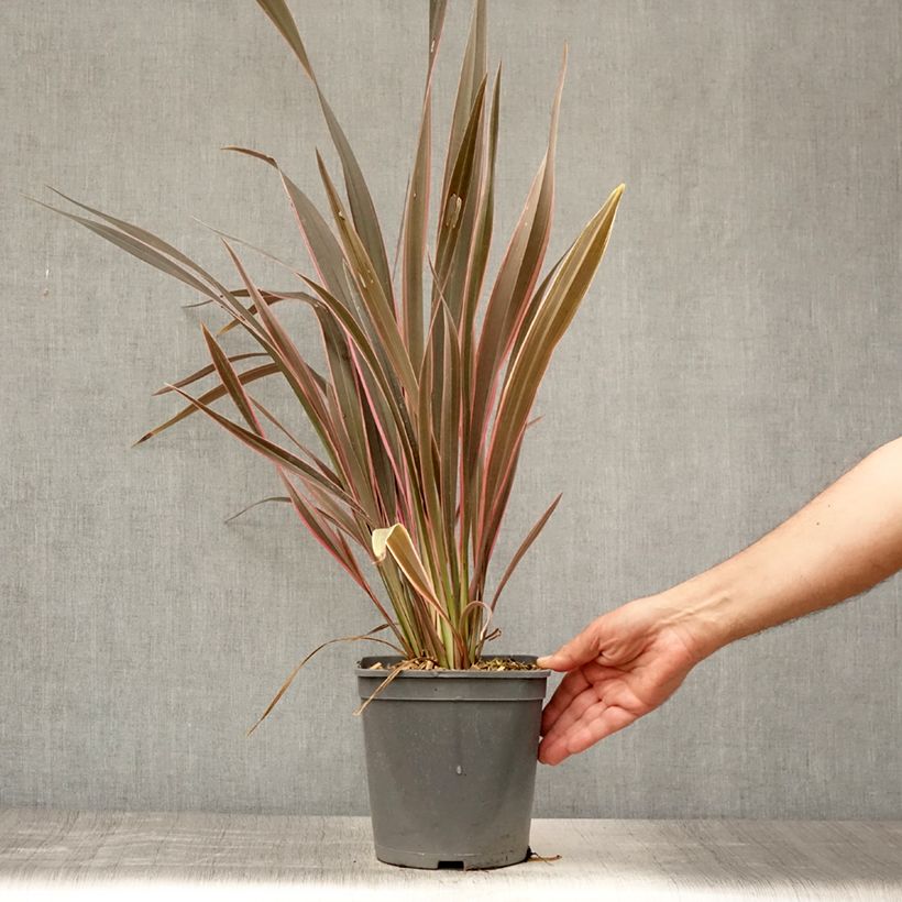 Exemplar von Phormium tenax Pink Stripe Topf mit 3L/4L wie im Sommer geliefert