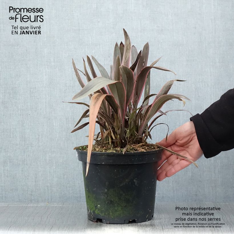 Exemplar von Phormium tenax Pink Stripe Topf mit 3L/4L wie im Winter geliefert