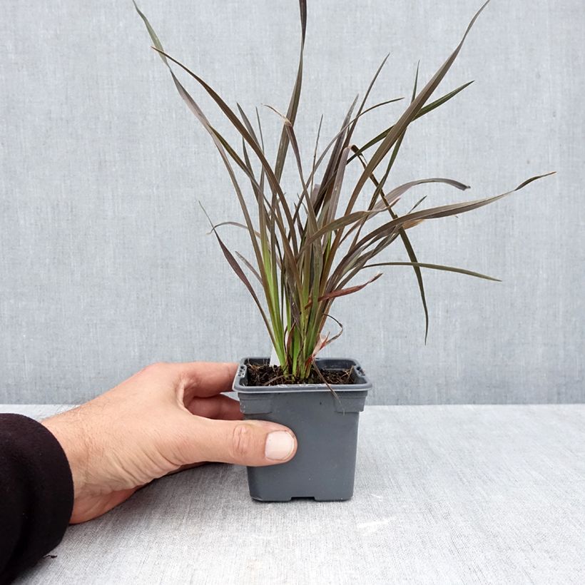 Exemplar von Phormium Platts Black Kleine Töpfe von 8/9 cm wie im Herbst geliefert