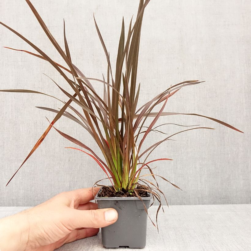Exemplar von Phormium Platts Black Kleine Töpfe von 8/9 cm wie im Frühjahr geliefert