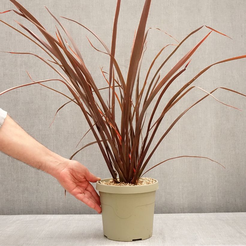 Exemplar von Phormium Platts Black Topf mit 3L/4L wie im Winter geliefert