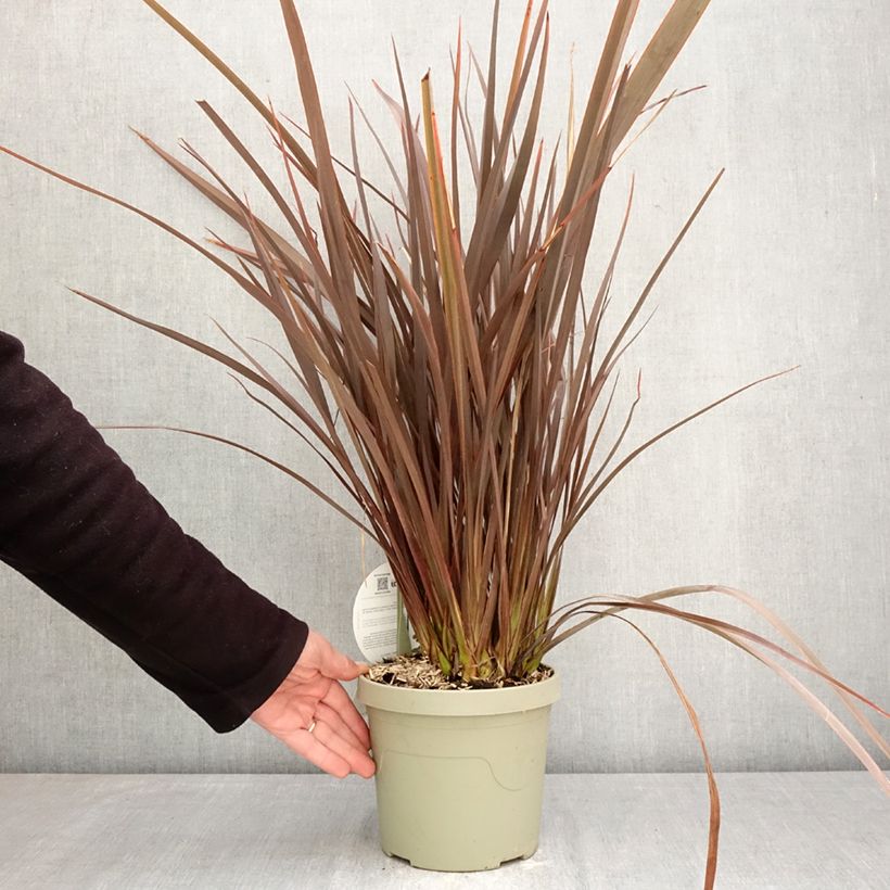 Exemplar von Phormium Platts Black Topf mit 3L/4L wie im Frühjahr geliefert