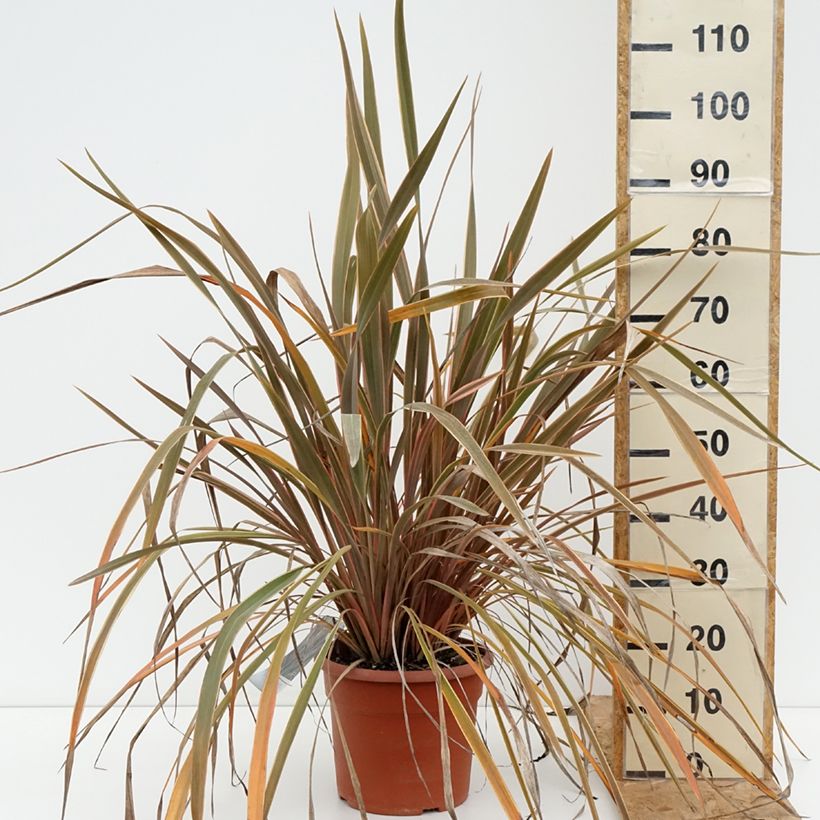 Exemplar von Phormium tenax Rainbow Queen Topf mit 7,5L/10L wie im Sommer geliefert