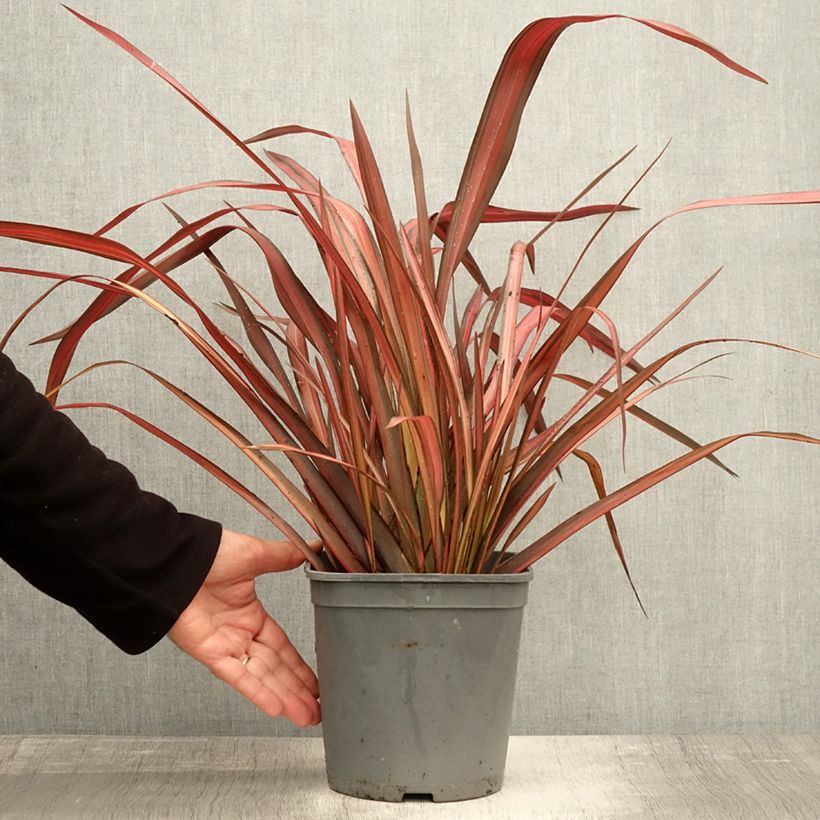 Exemplar von Phormium tenax Evening Glow Topf mit 4L/5L wie im Herbst geliefert