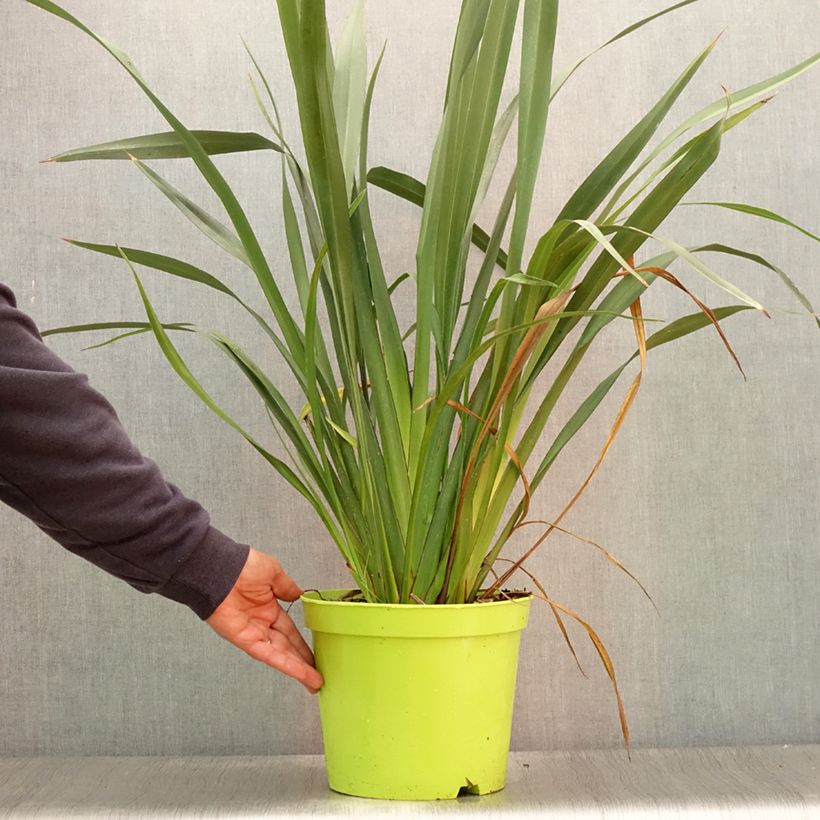 Exemplar von Phormium tenax - Neuseeländischer Flachs Topf mit 7,5L/10L wie im Sommer geliefert