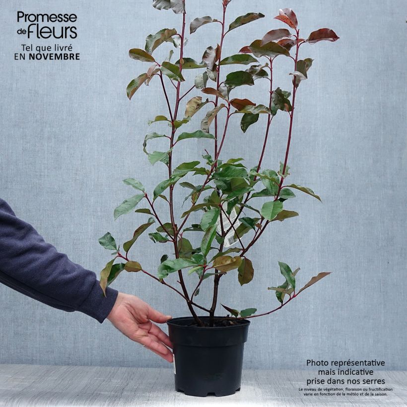 Exemplar von Rote Glanzmispel Camilvy - Photinia fraseri Topf mit 2L/3L wie im Herbst geliefert