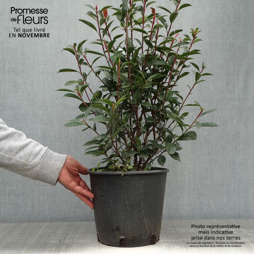 Exemplar von Rote Glanzmispel Carré Rouge - Photinia fraseri Topf mit 7,5L/10L wie im Herbst geliefert