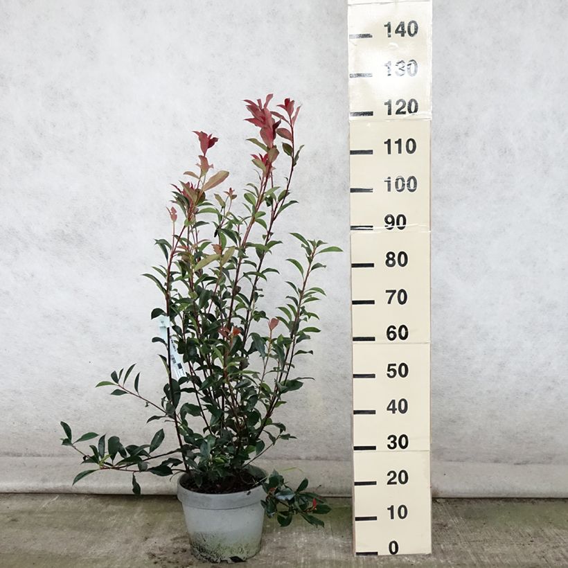 Exemplar von Rote Glanzmispel Carré Rouge - Photinia fraseri Topf mit 7,5L/10L wie im Sommer geliefert