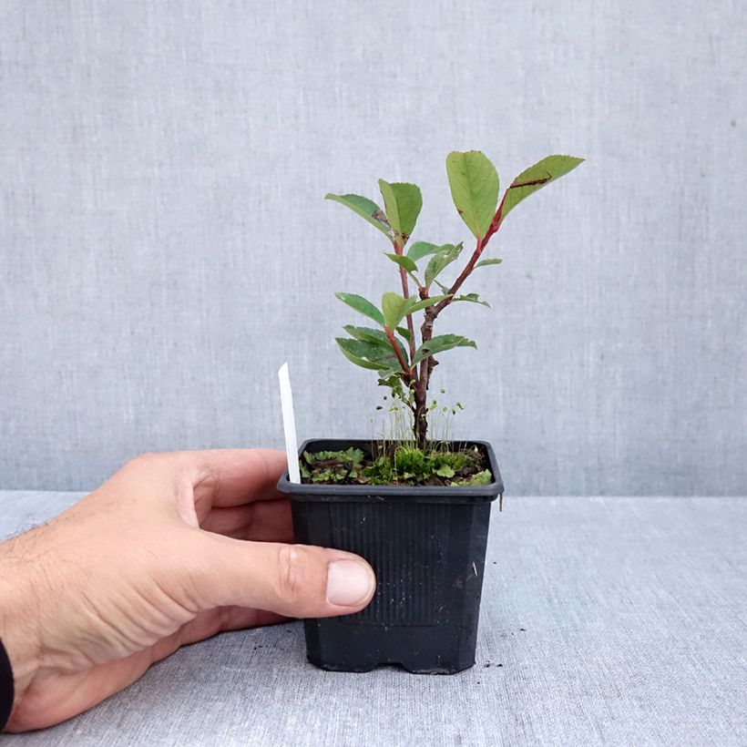 Exemplar von Rote Glanzmispel Carré Rouge - Photinia fraseri Kleine Töpfe von 8/9 cm wie im Herbst geliefert