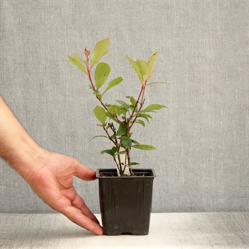 Exemplar von Rote Glanzmispel Carré Rouge - Photinia fraseri Kleine Töpfe von 8/9 cm wie im Sommer geliefert