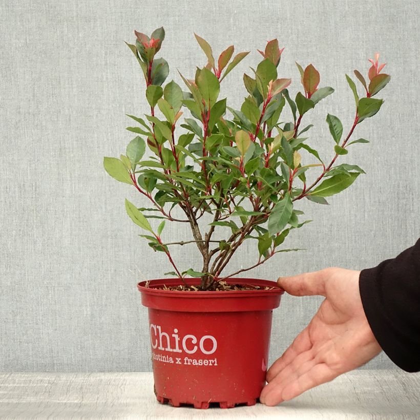 Exemplar von Glanzmispel Chico - Photinia fraseri Topf mit 2L/3L wie im Herbst geliefert