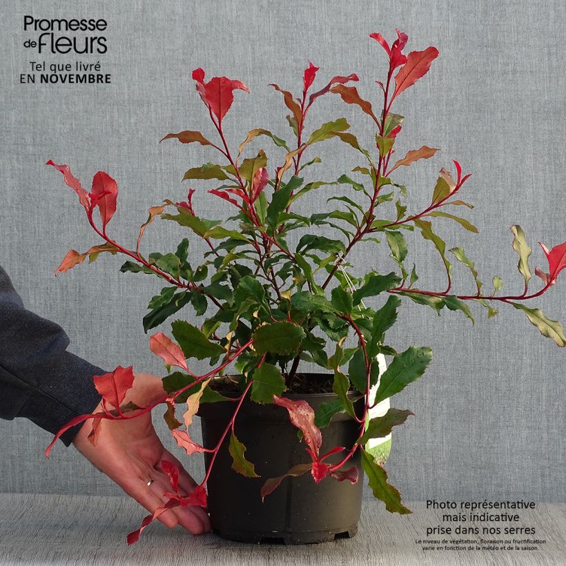 Exemplar von Zwerg Glanzmispel Corallina - Photinia fraseri Topf mit 1,5L/2L wie im Herbst geliefert
