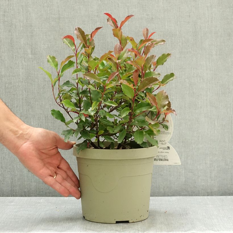 Exemplar von Zwerg Glanzmispel Corallina - Photinia fraseri Topf mit 3L/4L wie im Sommer geliefert