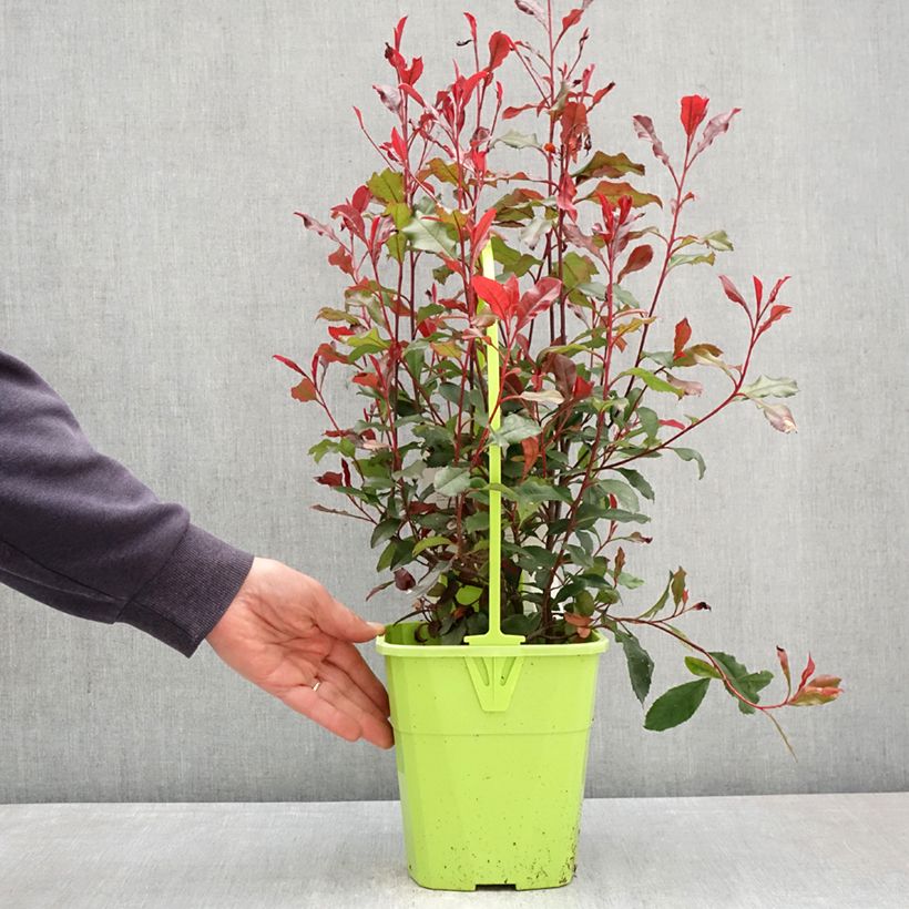 Exemplar von Zwerg Glanzmispel Corallina - Photinia fraseri Topf mit 3L/4L wie im Frühjahr geliefert