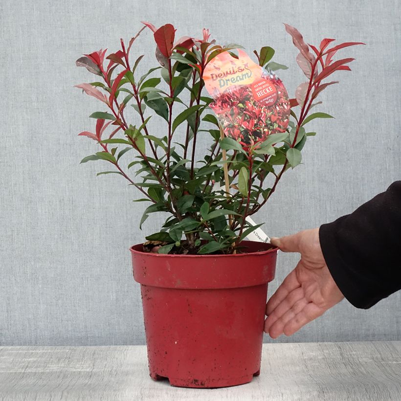 Exemplar von Rote Glanzmispel Devil's Dream - Photinia fraseri Topf mit 2L/3L wie im Herbst geliefert