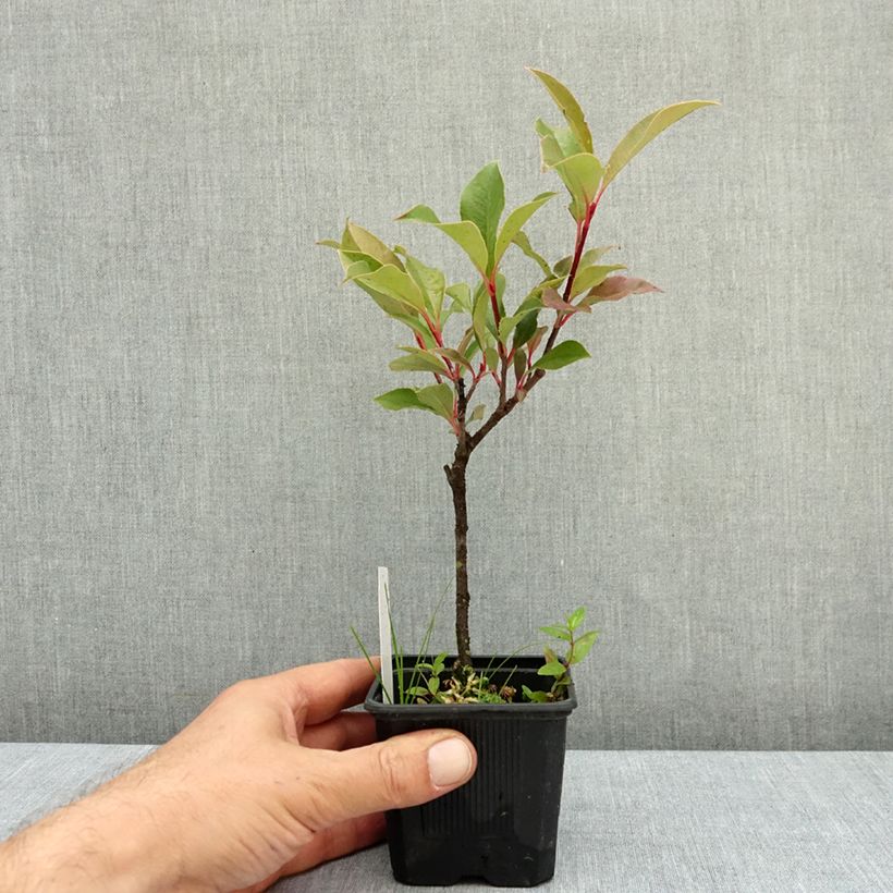 Exemplar von Rote Glanzmispel Dynamo Red - Photinia fraseri Kleine Töpfe von 8/9 cm wie im Herbst geliefert