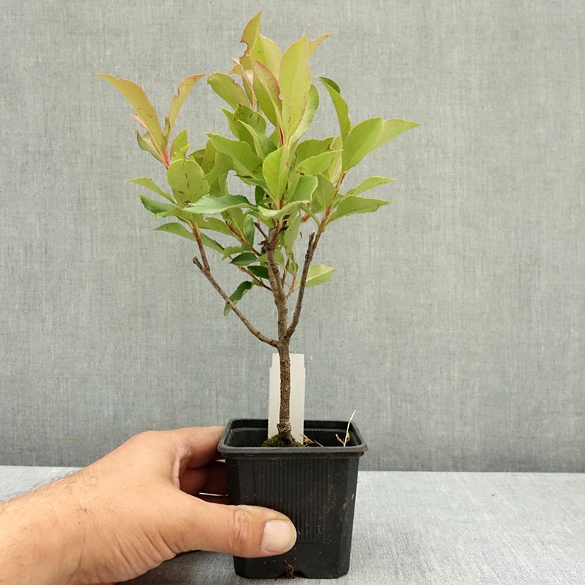 Exemplar von Rote Glanzmispel Dynamo Red - Photinia fraseri Kleine Töpfe von 8/9 cm wie im Sommer geliefert
