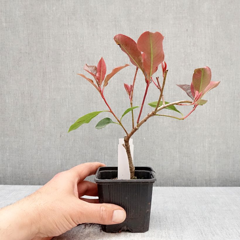 Exemplar von Rote Glanzmispel Dynamo Red - Photinia fraseri Kleine Töpfe von 8/9 cm wie im Frühjahr geliefert