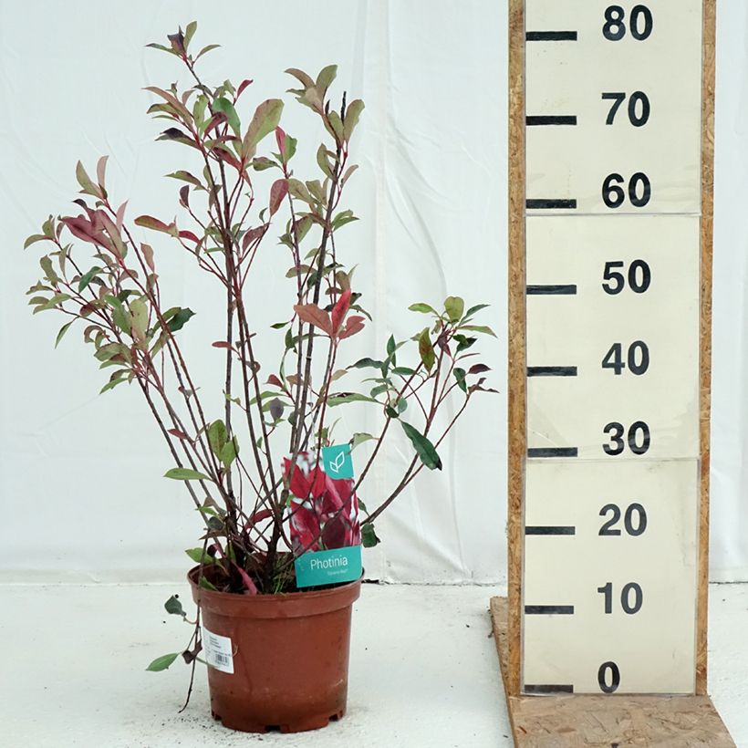 Exemplar von Rote Glanzmispel Dynamo Red - Photinia fraseri Topf mit 4L/5L wie im Herbst geliefert